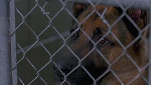 Сверхъестественное 9 сезон 5 серия